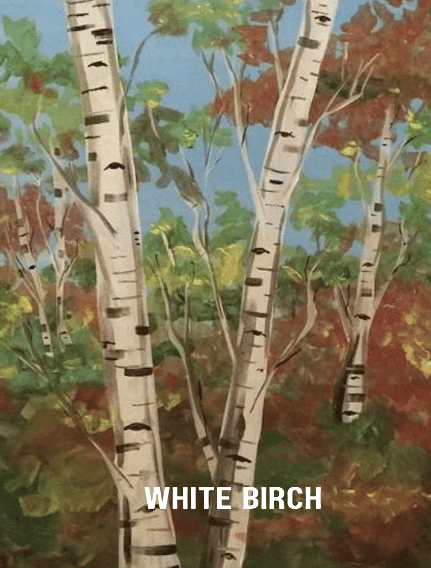 White Birch White Birch